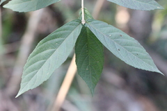 Callicarpa brevipes