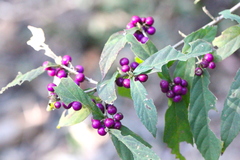 Callicarpa brevipes