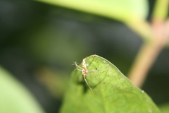 Oxyopes
