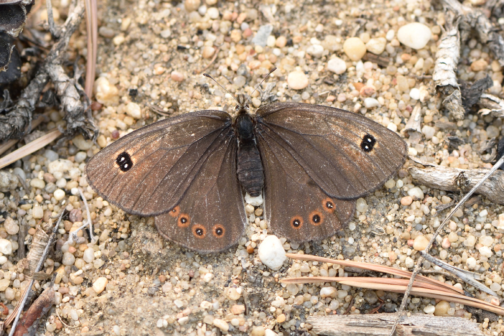 Erebia parmenio