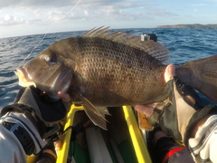 Lethrinus laticaudis