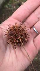 Liquidambar styraciflua