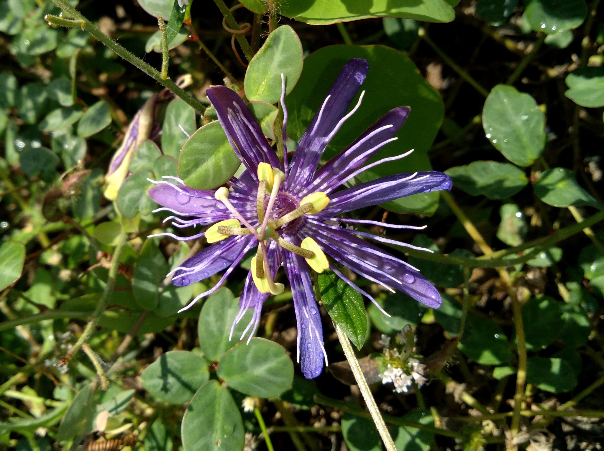 Passiflora subrotunda