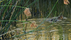 Holochilus brasiliensis