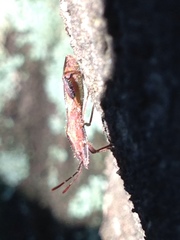 Apidaurus longitylus