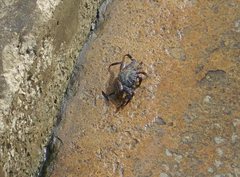 Grapsus grapsus
