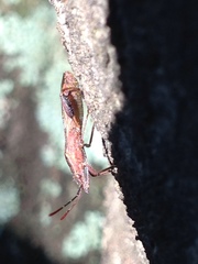 Apidaurus longitylus