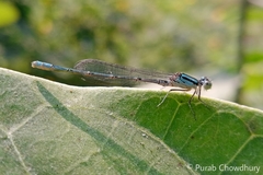 Paracercion melanotum