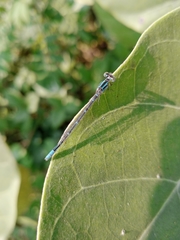 Paracercion melanotum