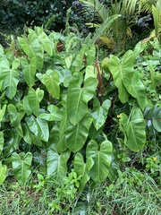 Philodendron erubescens