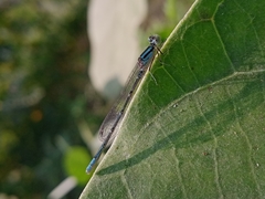 Paracercion melanotum