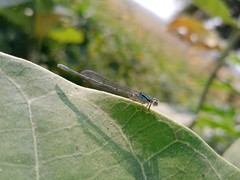 Paracercion melanotum