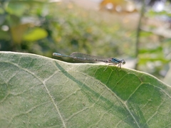 Paracercion melanotum
