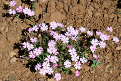 Phlox woodhousei