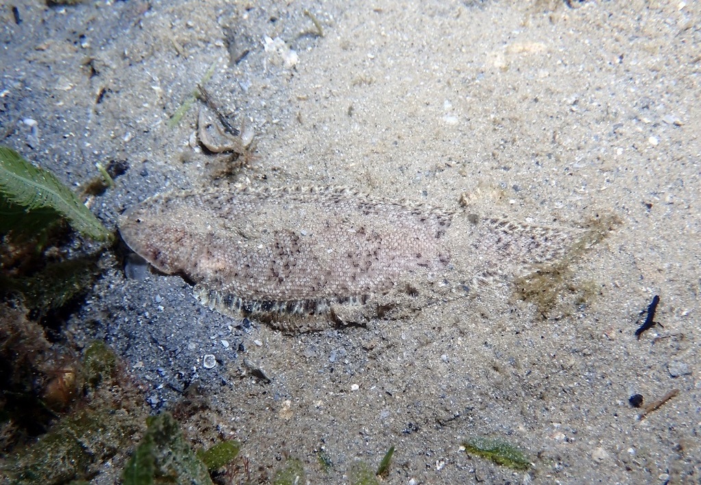 Caribbean Tonguefish