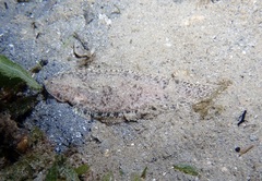 Caribbean Tonguefish photo 1