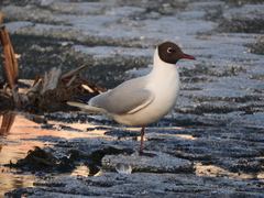 Chroicocephalus ridibundus