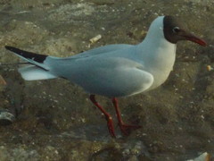 Chroicocephalus ridibundus