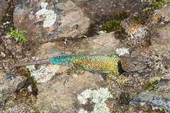 Sceloporus taeniocnemis