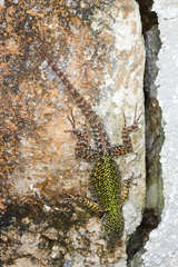 Sceloporus taeniocnemis