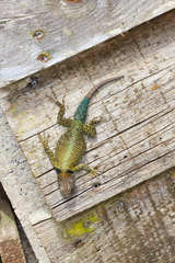 Sceloporus taeniocnemis