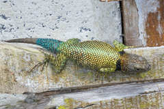 Sceloporus taeniocnemis