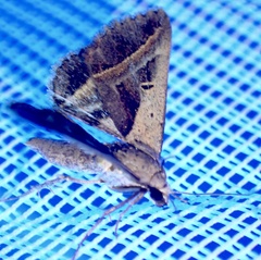 Acantholipes trimeni