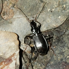Platynus angustatus