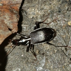 Platynus angustatus
