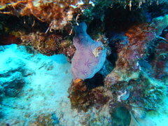Halisarca caerulea
