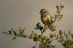 Cape Sparrow photo 6
