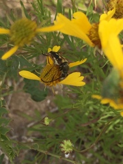 Typocerus octonotatus