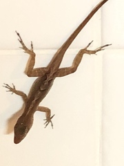 Anolis schwartzi