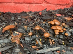 Galerina marginata