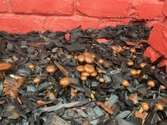 Galerina marginata