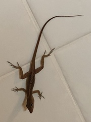 Anolis schwartzi