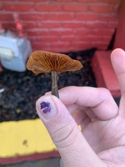 Galerina marginata
