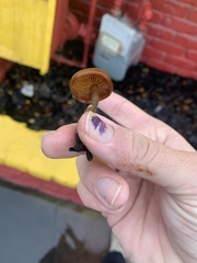 Galerina marginata