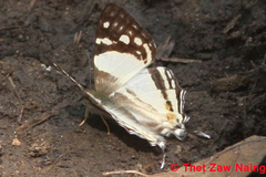Dodona deodata
