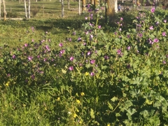 Malva