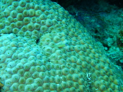 Coryphopterus lipernes