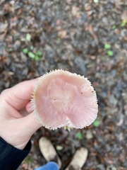 Mycena rosea