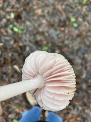 Mycena rosea