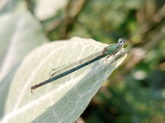 Paracercion melanotum