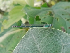 Paracercion melanotum