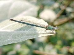 Paracercion melanotum