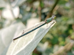 Paracercion melanotum