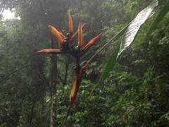 Heliconia hirsuta