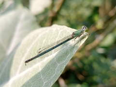 Paracercion melanotum