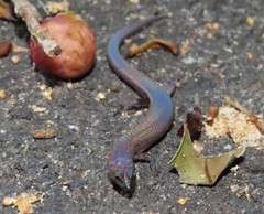 Eroticoscincus graciloides